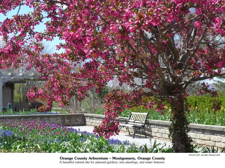 April 2026 calendar picture | red flowers blooming on a tree.
