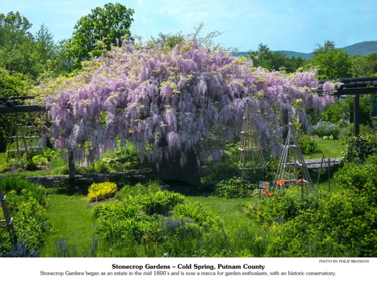 May 2026 calendar picture | a large purple flowered tree.